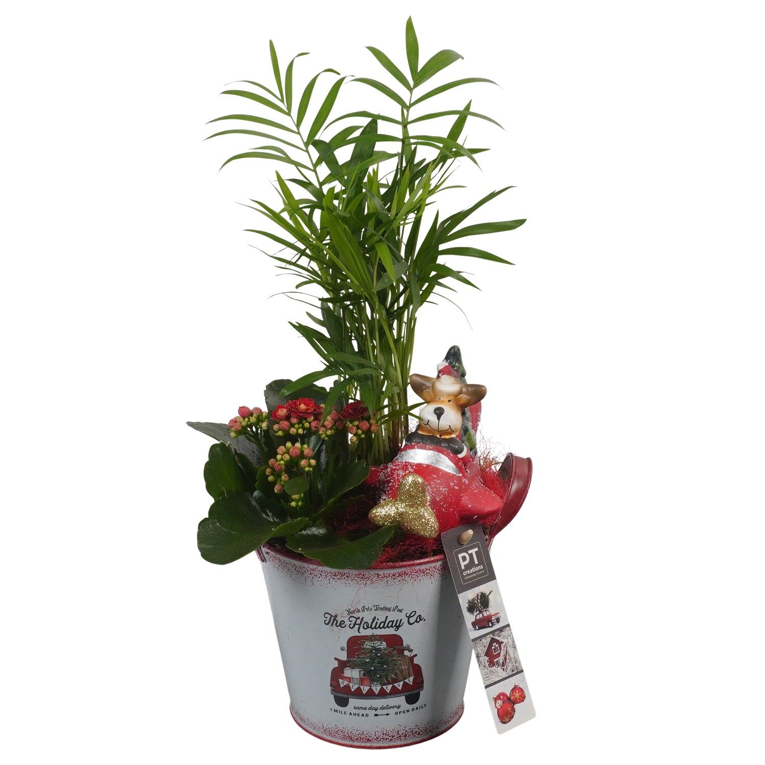 PTCHR7341 Arrangement Christmas Red in metaal pot, D 14 cm