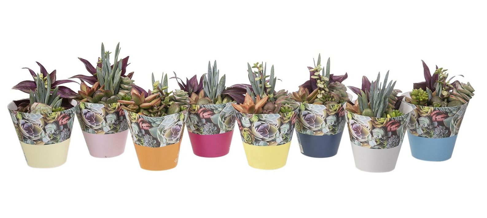 SUCCULENTS ARRANGEMENT Ø 10,5 WITH BICOLORED POTCOVER - TRAY 9 PCS (SUCCULENTEN), D 10,5