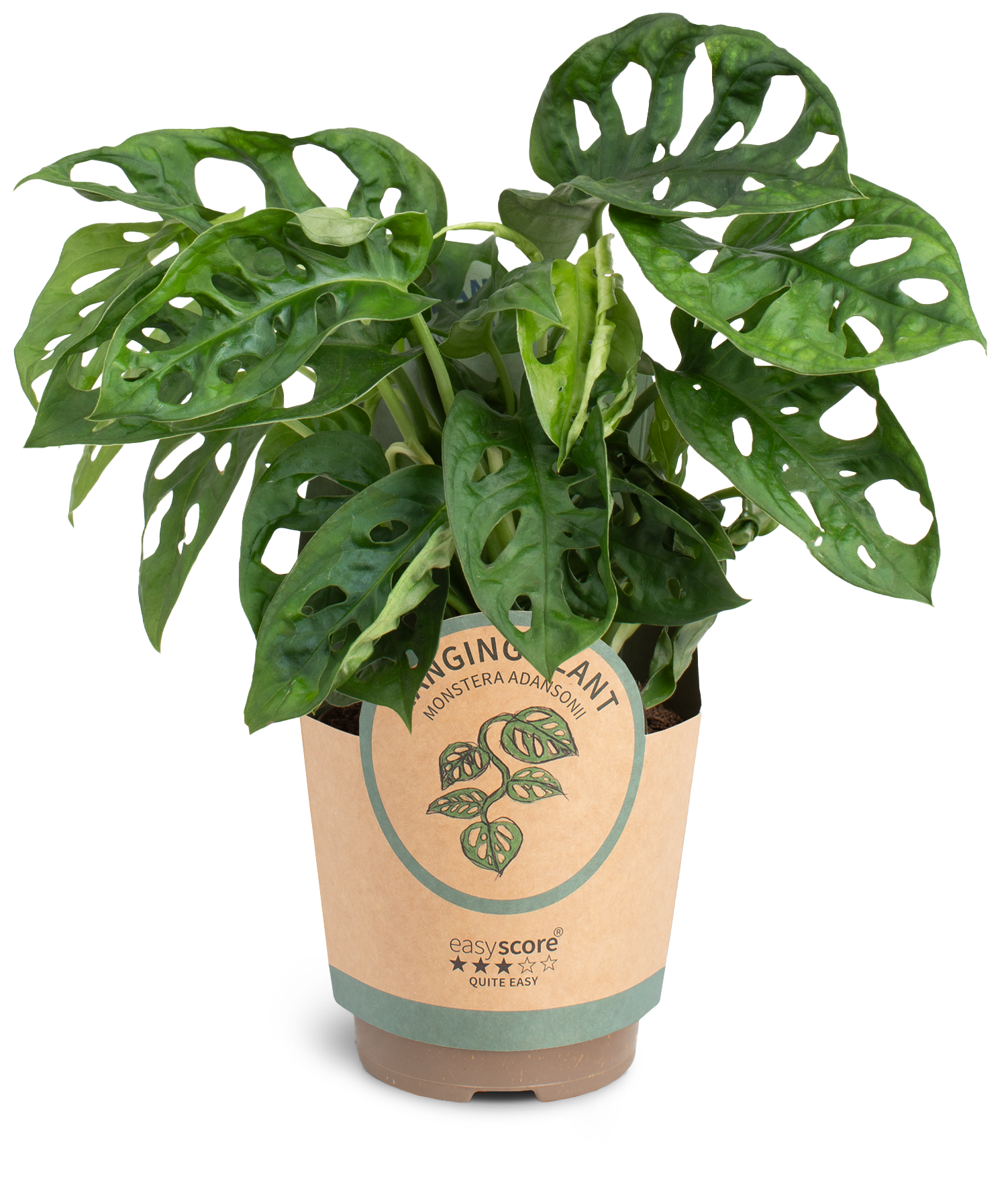 Monstera obliqua 'Adansonii', D 11