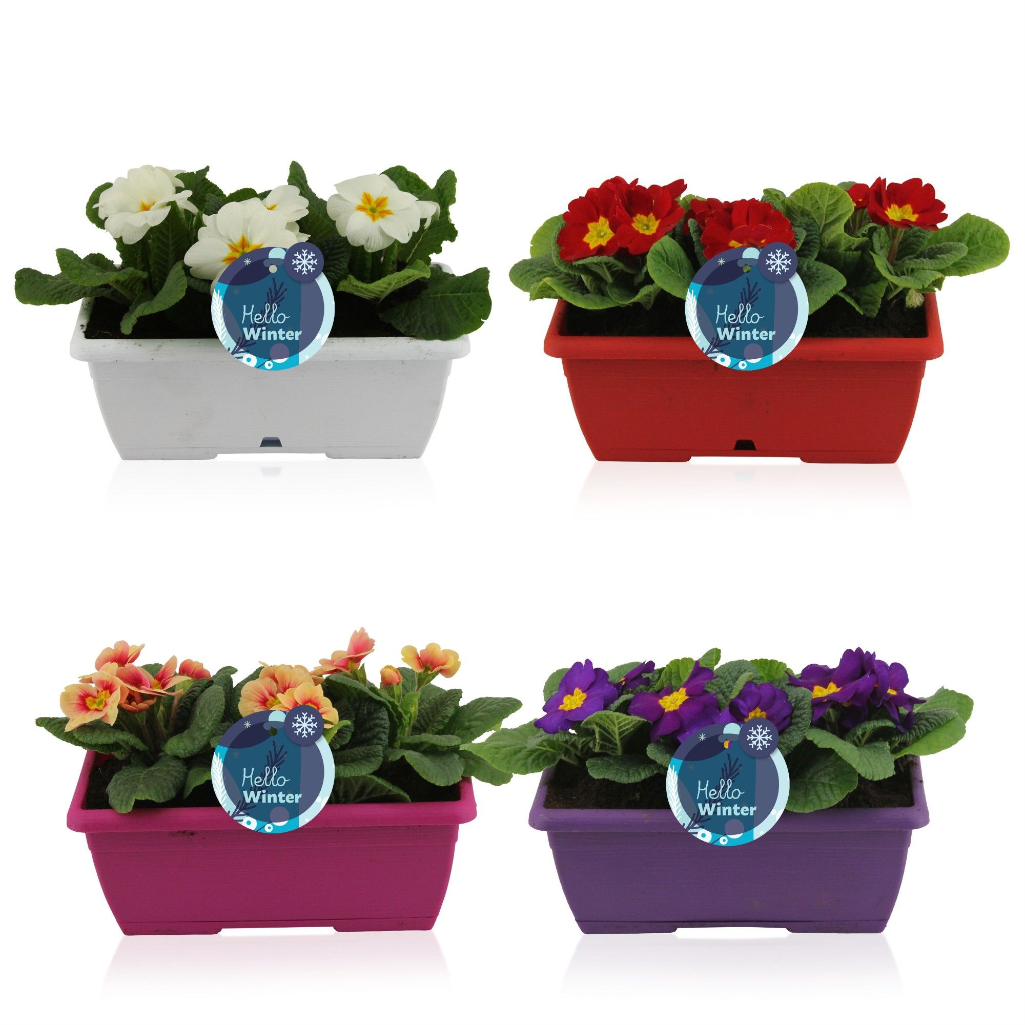 Primula Acaulis in Gemengd Duobakje, D 25 cm