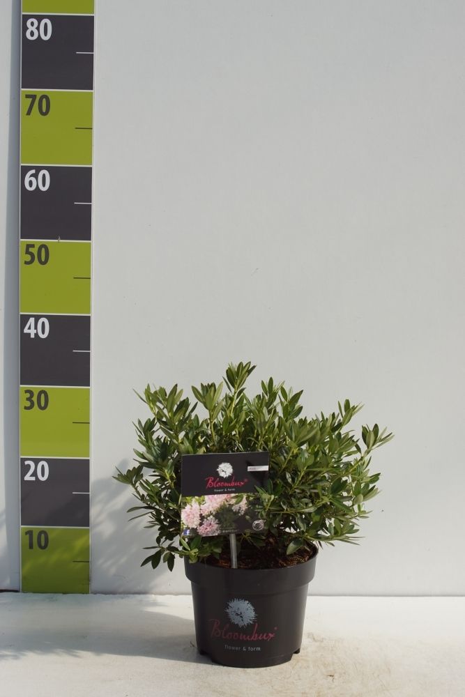 Rhododendron micranthum 'Bloombux'® C 5, D 23