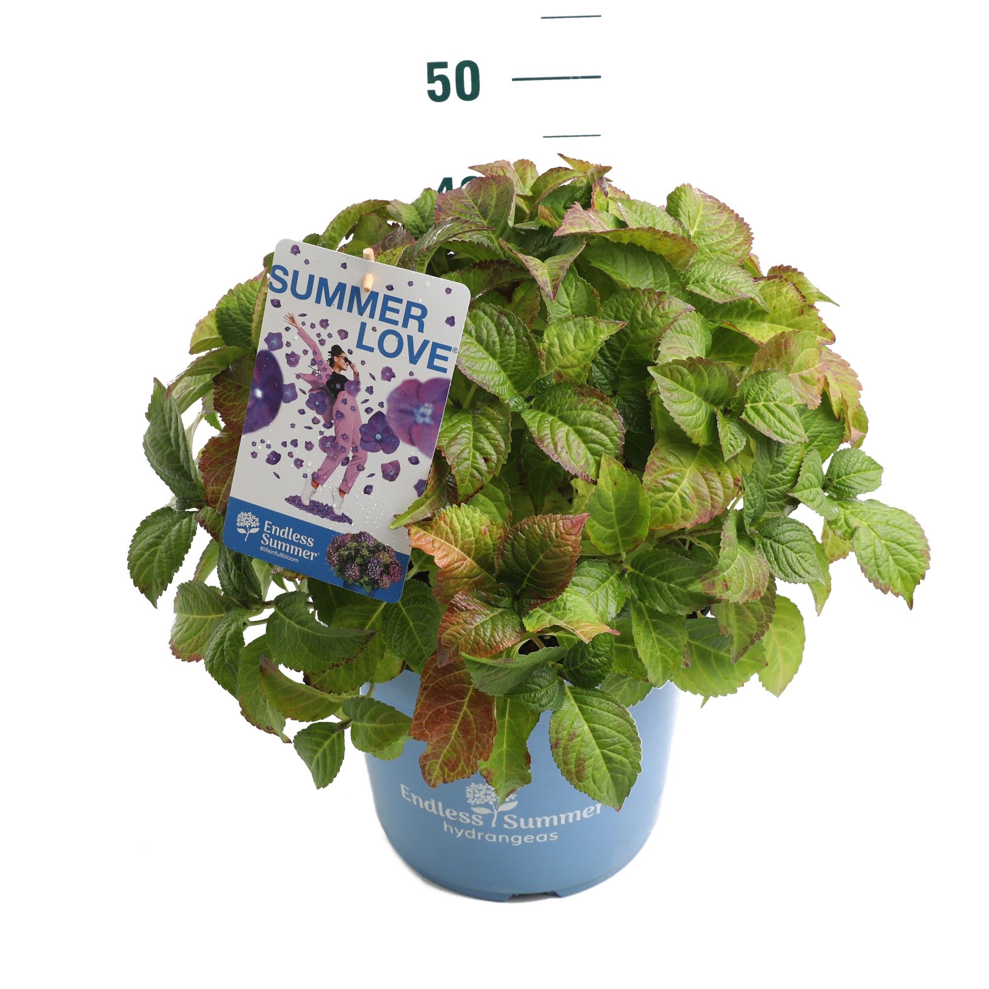 Hydrangea 'Summer Love Purple' - P27 - Endless Summer, D 27 cm