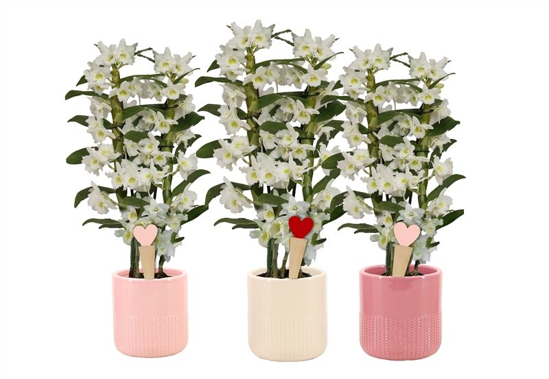 Dolomite p12 Morgan pink mix Dendr Nobile Apollon 2T16+tros regular, D 12