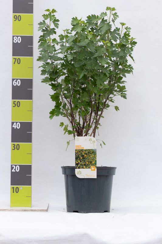 Ribes aureum C 7,5, D 27 cm