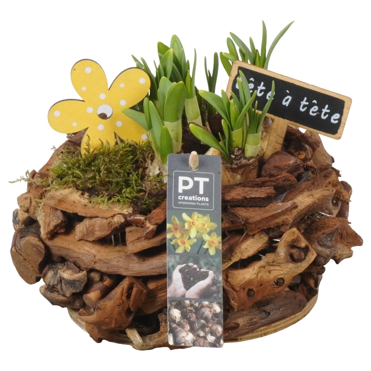 PTN8691 Arrangement Narcissus in houten bak, D 21