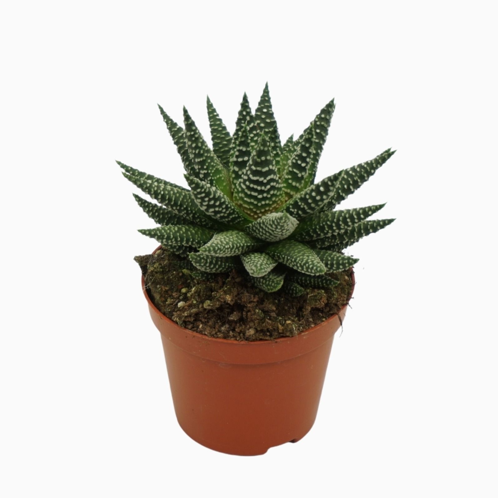 Haworthia 'royal albert' 8,5 cm ZONDER etiket, D 8,5