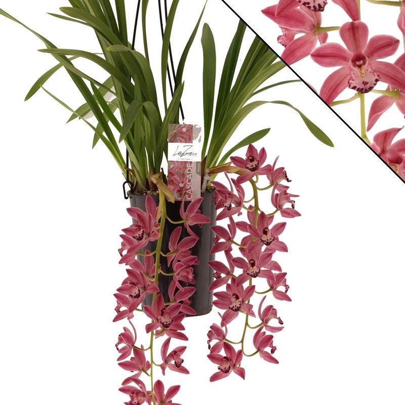 Cymbidium p14 cascade Anisa 2T20+, D 14