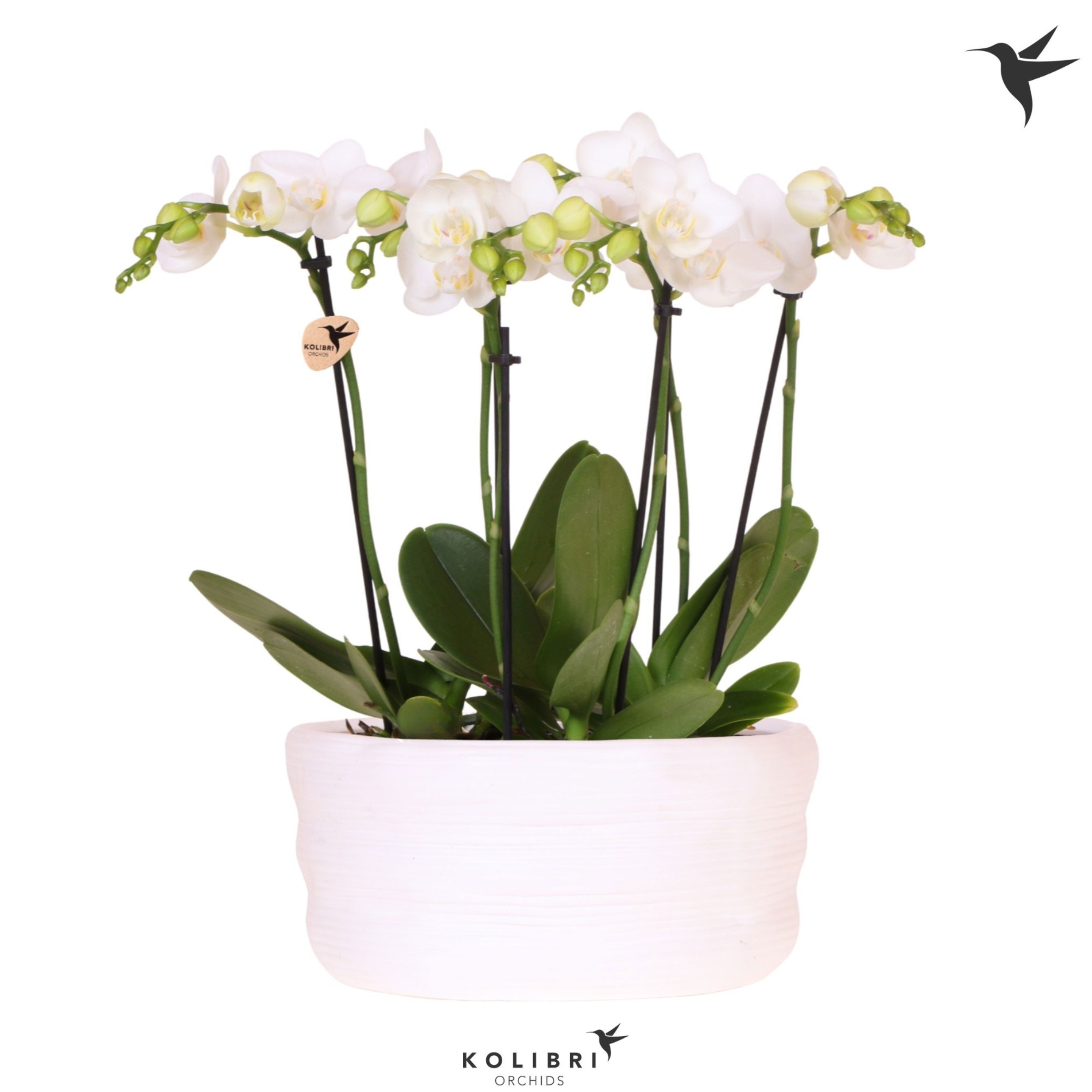 Kolibri Orchids Phalaenopsis Mono Bouquet Mineral white 6 spike in dish white, D 23