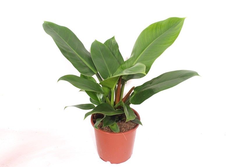 Philodendron Imperial Green, D 17 cm