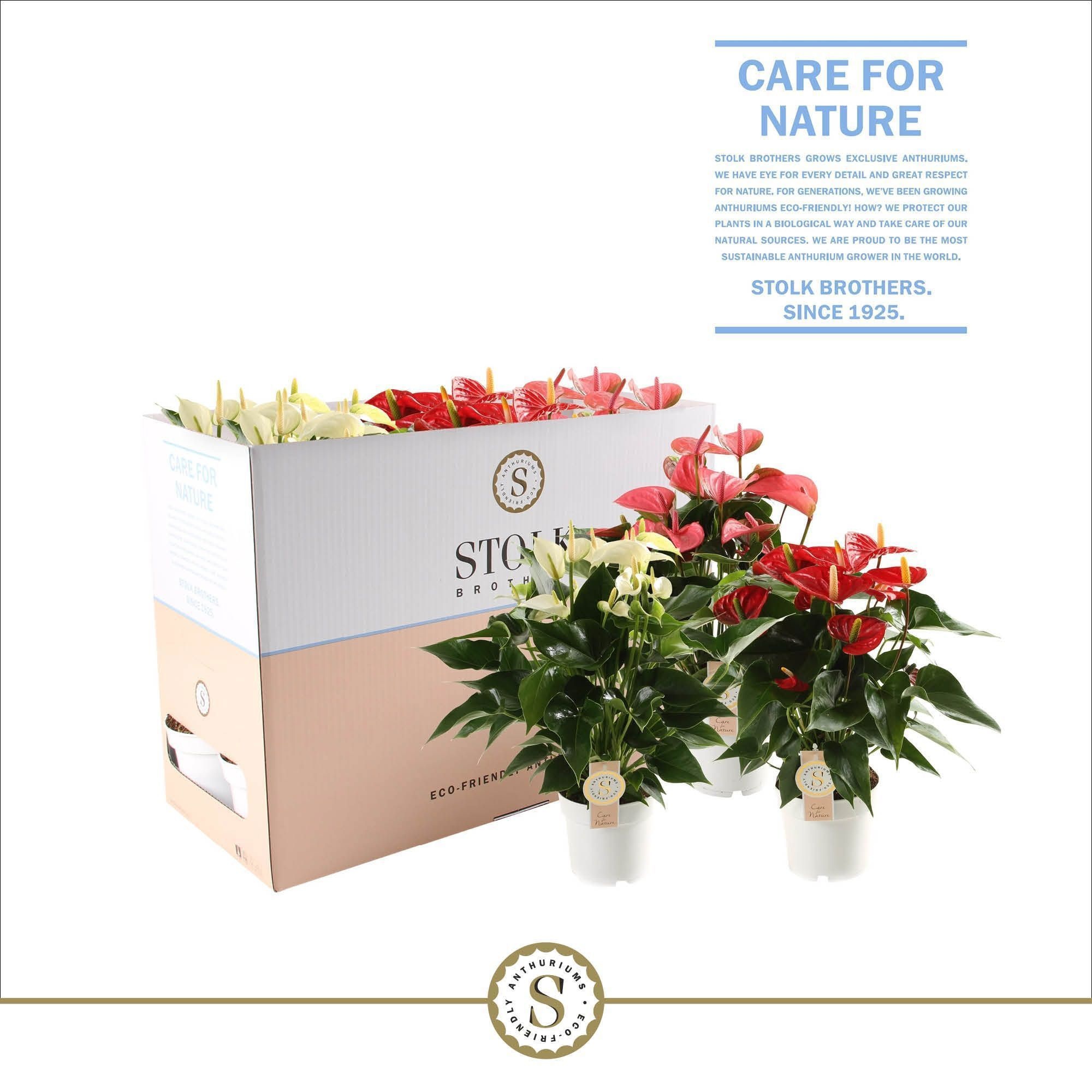 Top Mix 14cm in Ecobox, D 14