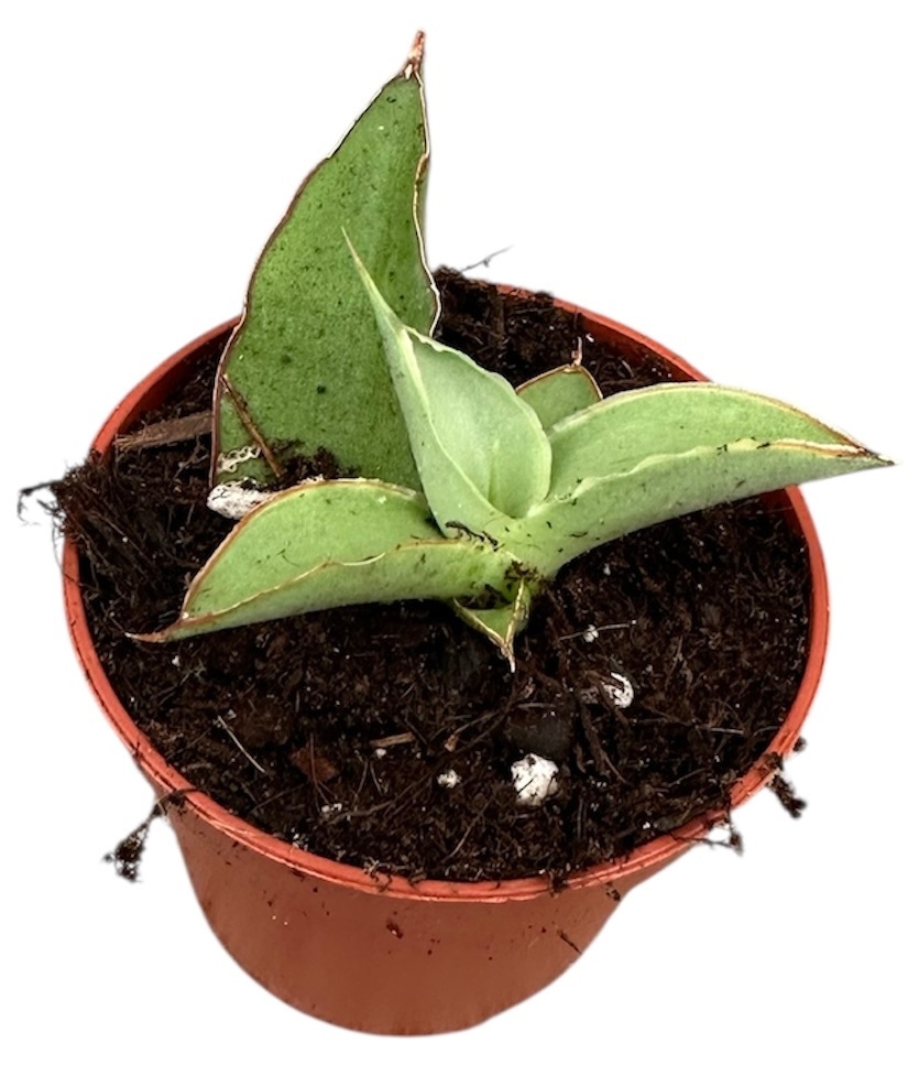 Sansevieria Swan Dancer, D 6 cm Sansevieria Swan Dancer, D 6 cm