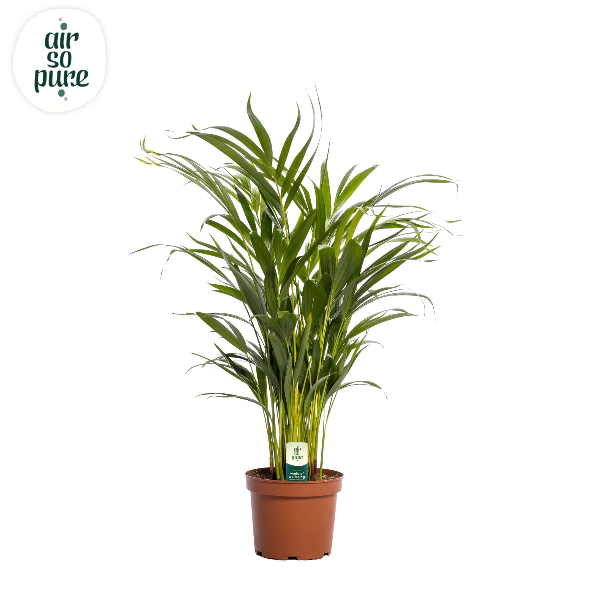 Dypsis lutescens (Areca) 17cm (zonder hoes), D 17