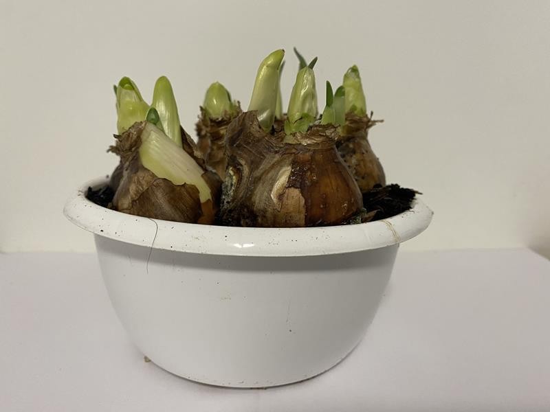 NARCISSUS MEDIOLUTEUS 'BRIDAL CROWN', D 16