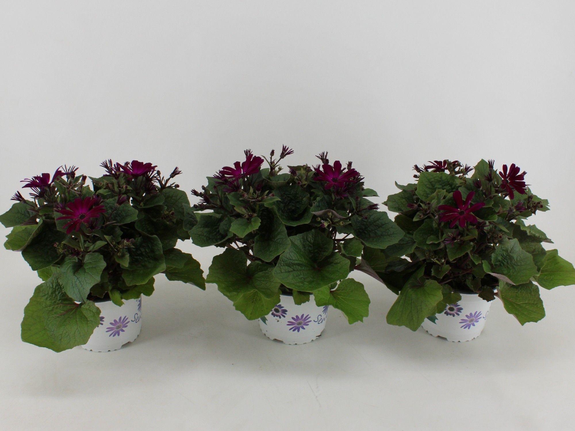 Senecio Senetti Pericallis Mandela Magenta, D 15