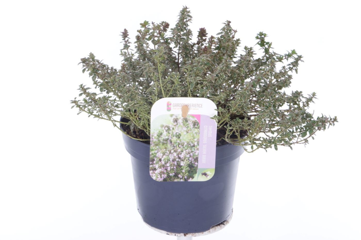 Thymus citr. Silver Queen, D 13