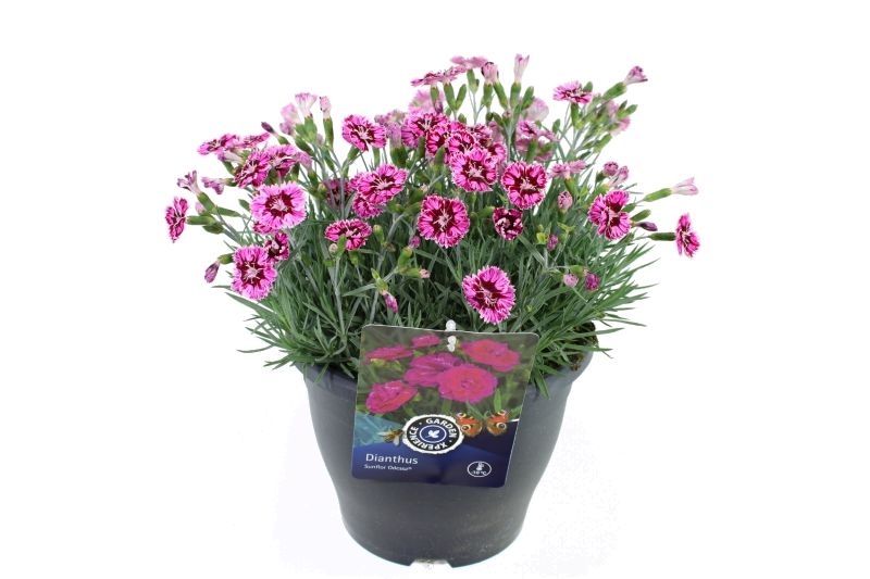Dianthus Sunflor Odessa Mix, D 23