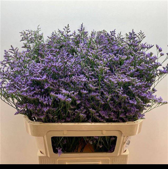 Лимониум Мейн Блю 80, шт.