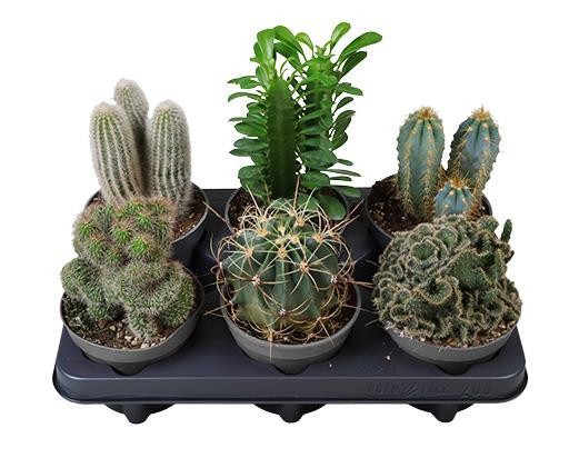 CACTACEAE 'Mix', D 12 cm