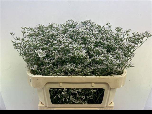 Лимониум Вайт Нето 70, шт.