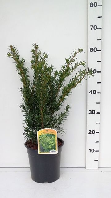 Taxus media 'Densiformis', D 19 cm