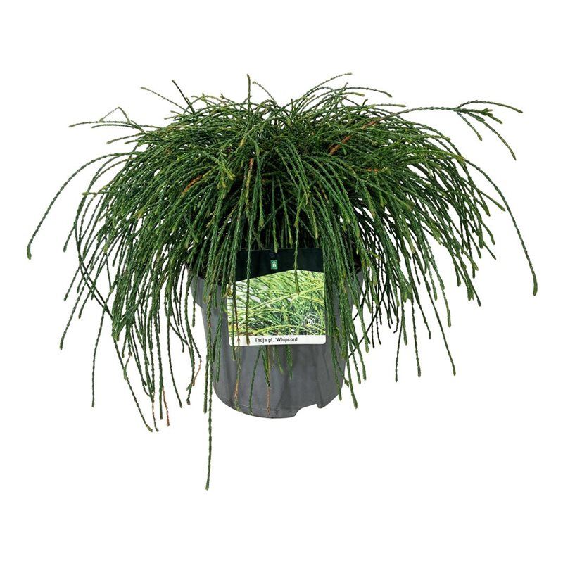 Thuja pl. 'Whipcord', D 24