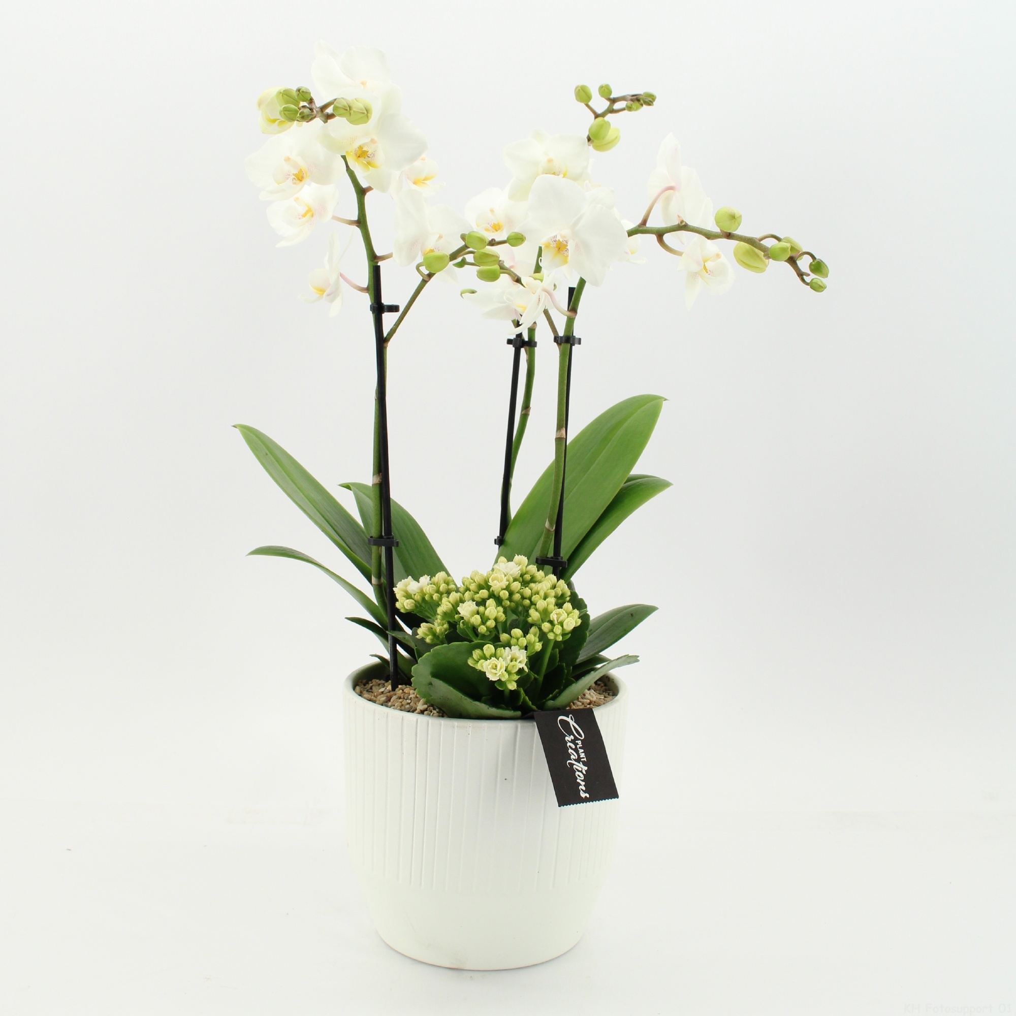 PHAL-2661W Phalaenopsis creatie, D 16