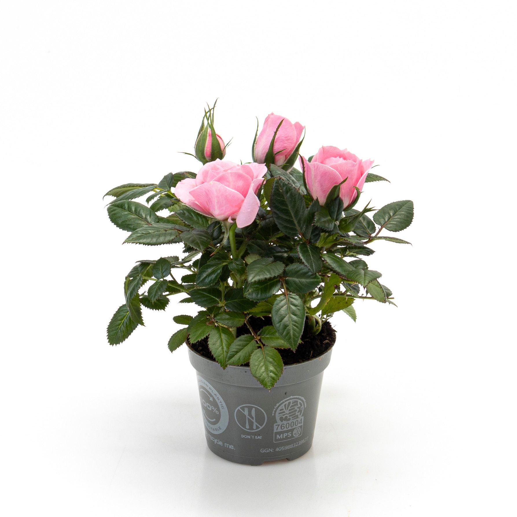 Rosa Harmonie Kordana mini, D 6