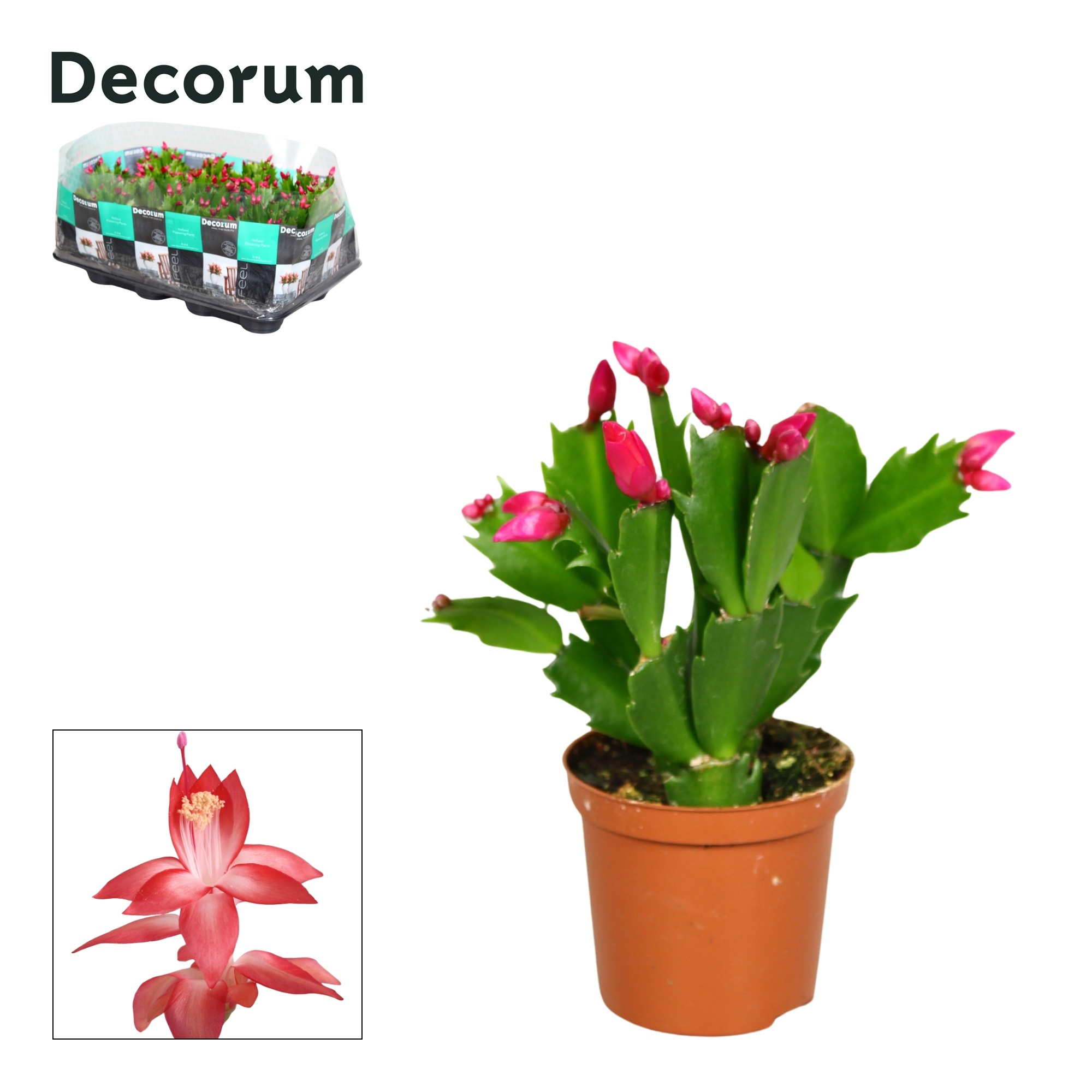 Schlumbergera - 7 cm - Red (Exotic) - Decorum, D 7