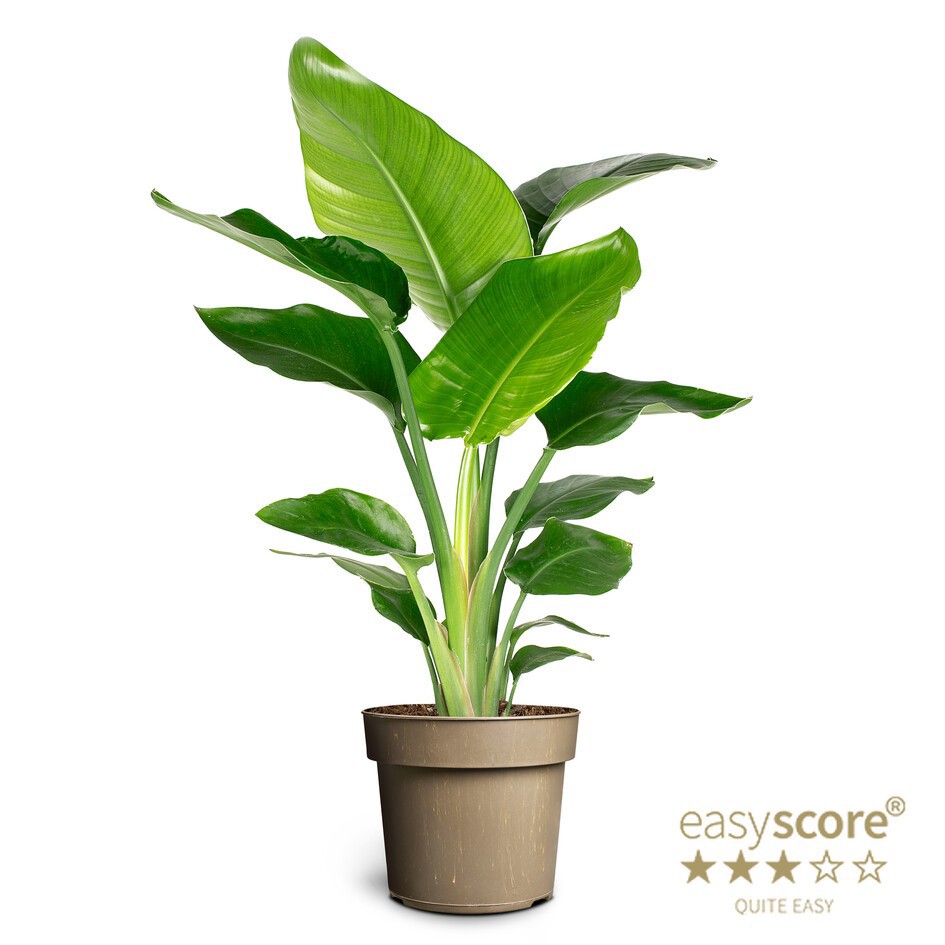 STRELITZIA NICOLAI, D 17 cm