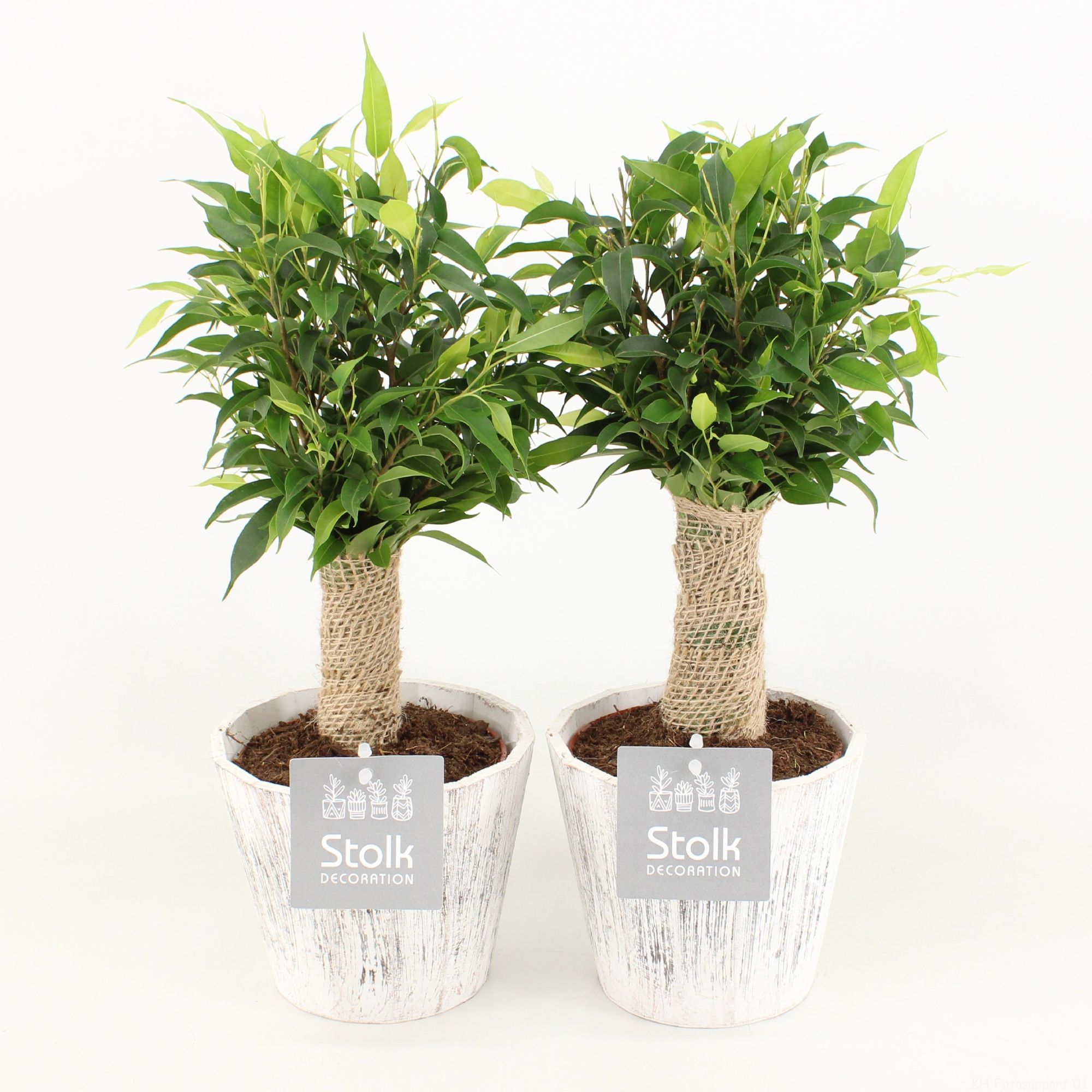 Ficus Benjamina Natasja in Wood Wit, D 13
