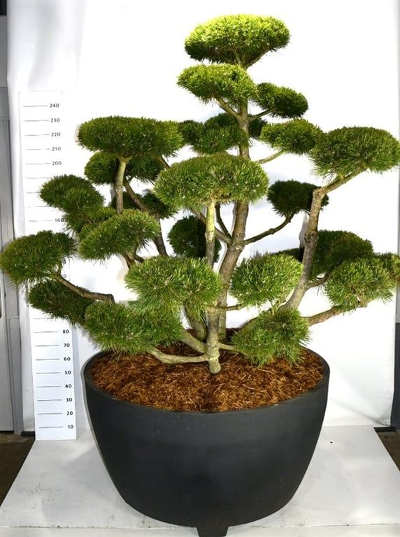 Pinus mugo 'Gnom', D 140