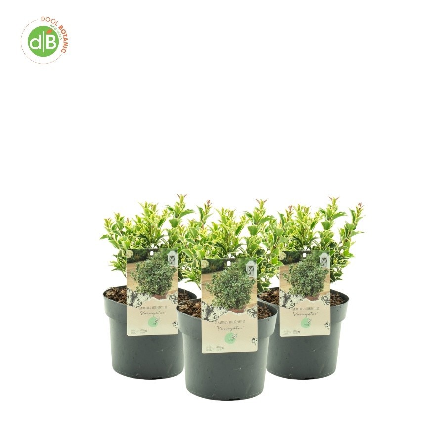 Osmanthus heter. 'Variegatus', D 19