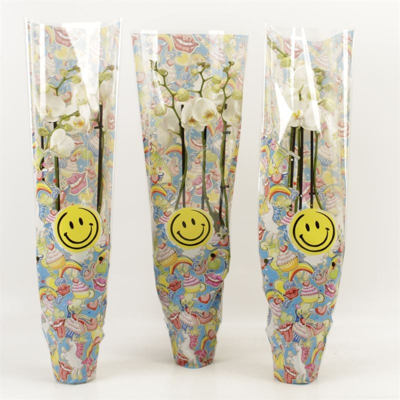 Phalaenopsis gemengd 3 tak wit in Smiley hoes, D 12