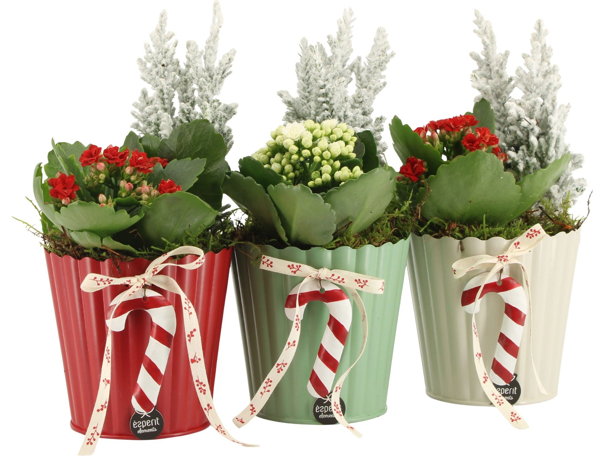 61810: X-mas arrangement, D 11