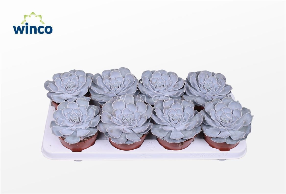 Echeveria Lilacina, D 12