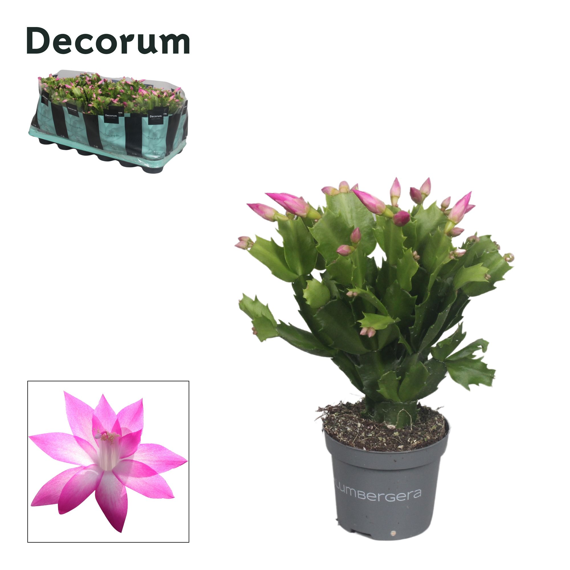 Schlumbergera - 9 cm - Pink (Cyber) - Decorum, D 9