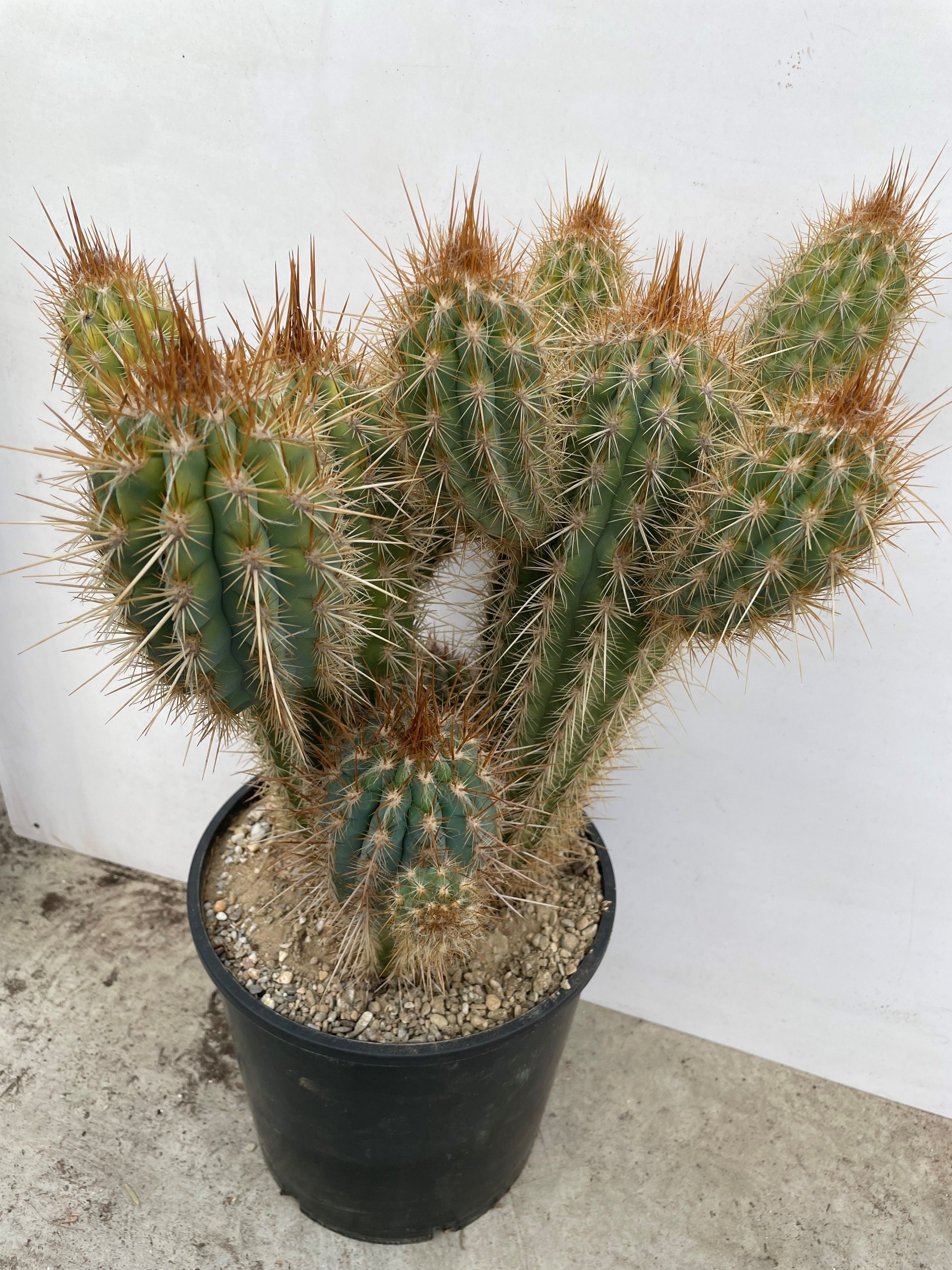 612 Pilosocereus gounelli 25 cm, D 25
