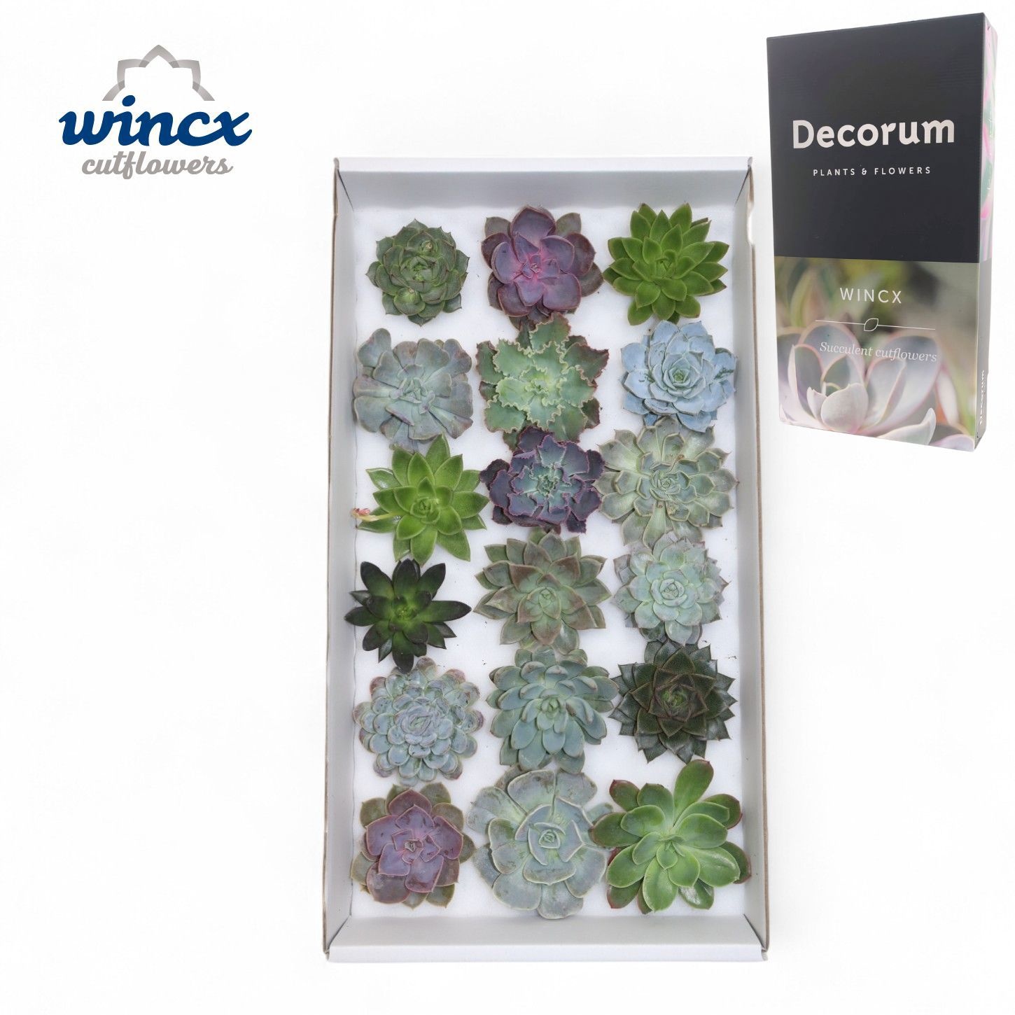 Эхеверия Овериг 10, шт.