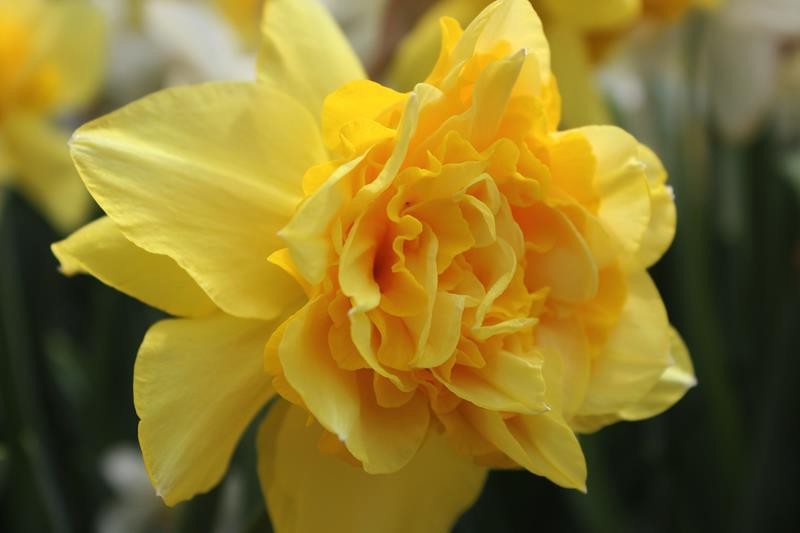 NARCISSUS INCOMPARABILIS 'DICK WILDEN', D 11