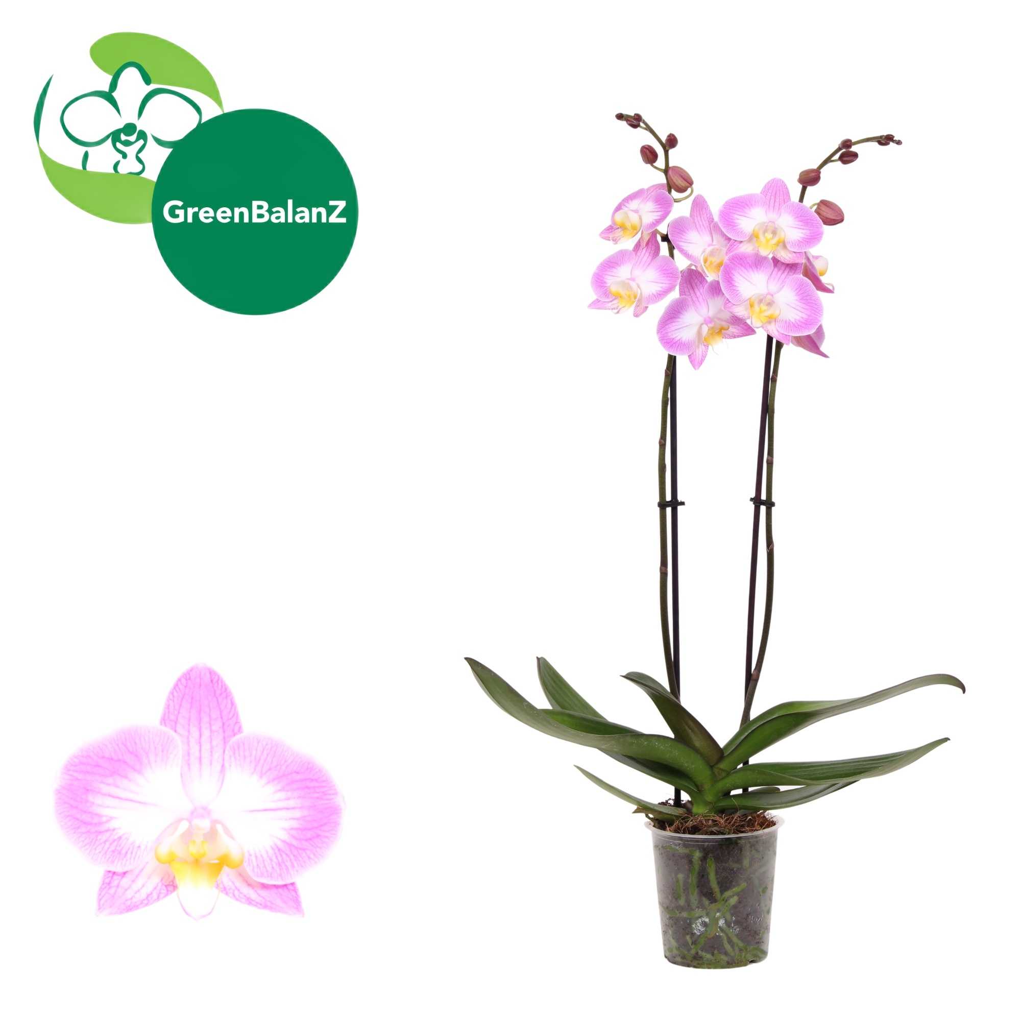 DesignZ - Split 2 tak, D 12