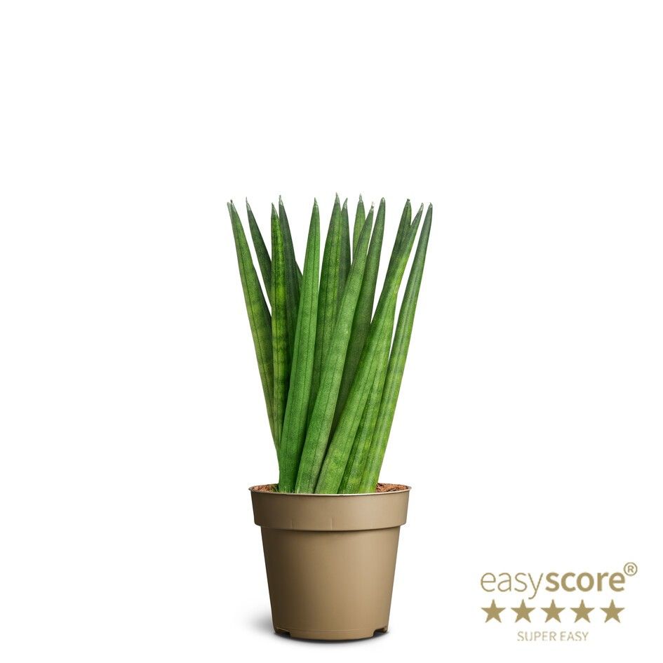 Sansevieria cylindrica Spaghetti, D 9 cm