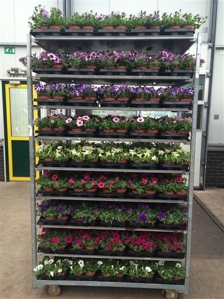 Petunia Mix Trolley, D 13