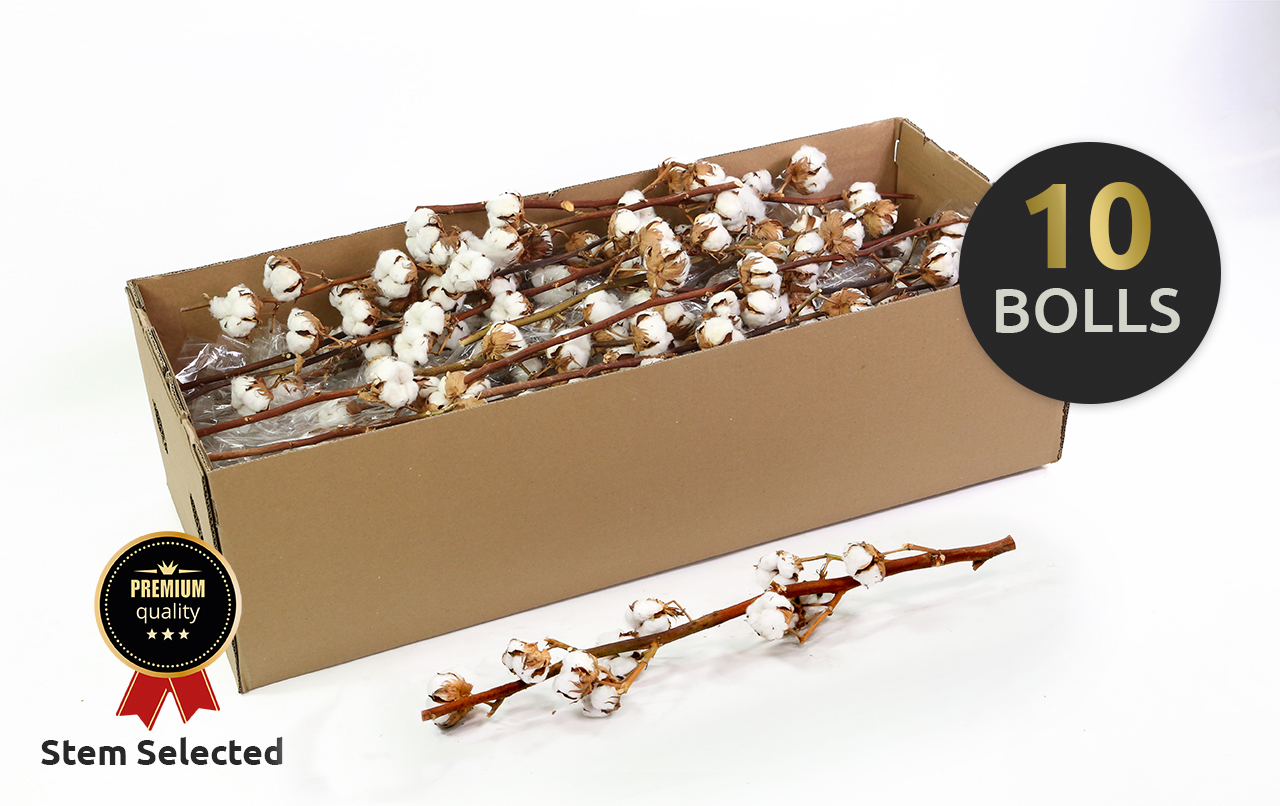 Хлопок Вайт 70, шт.