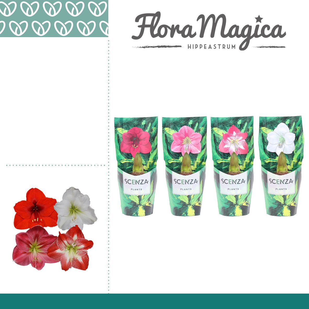 Amaryllis Mix 2 Knop in Scenza hoes, D 12