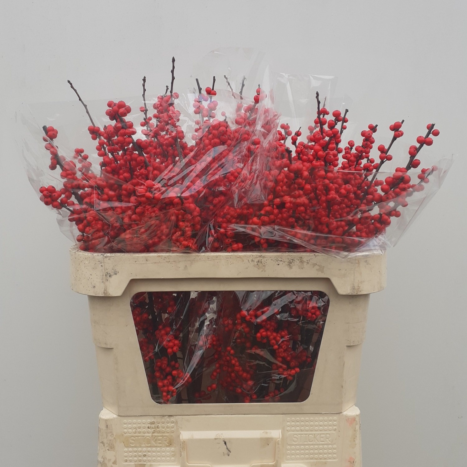 Илекс Красные ягоды 80, шт.