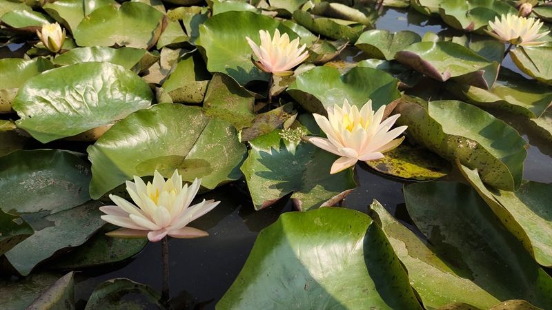 Nymphaea Clyde Ilkins (3L), D 18