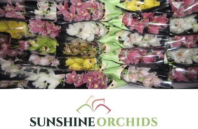 Цимбидиум мини Микс x25 30, шт.