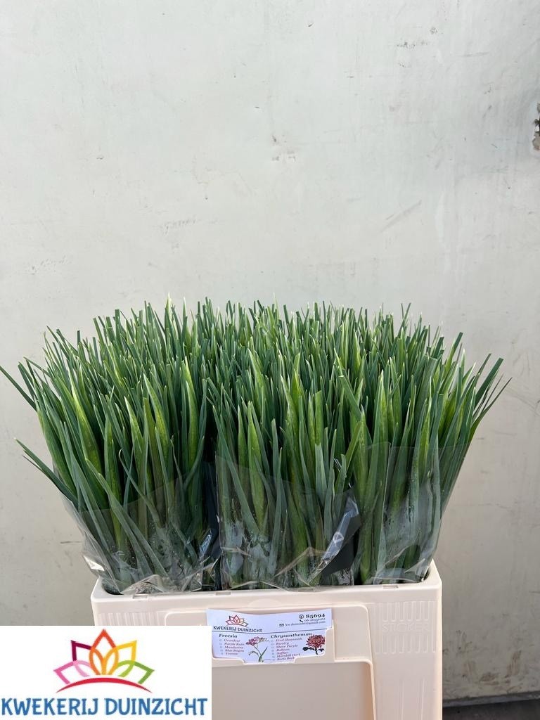 Ирис Блю Мэджик (син.), шт.