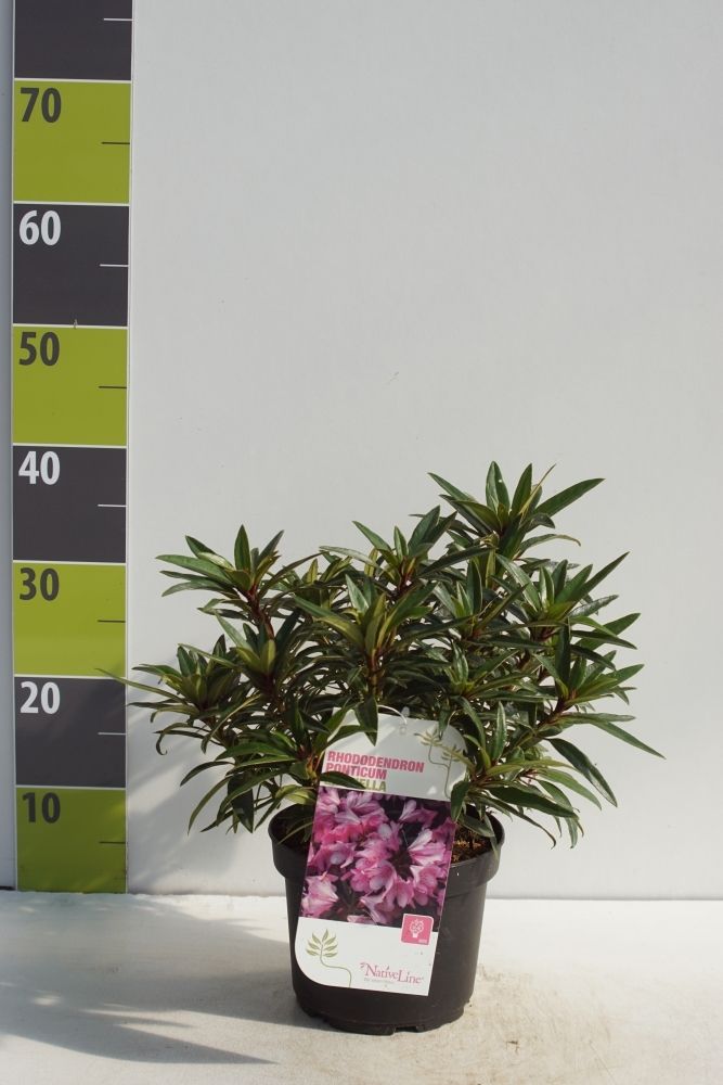 Rhododendron ponticum 'Graziella' C 2,5, D 18