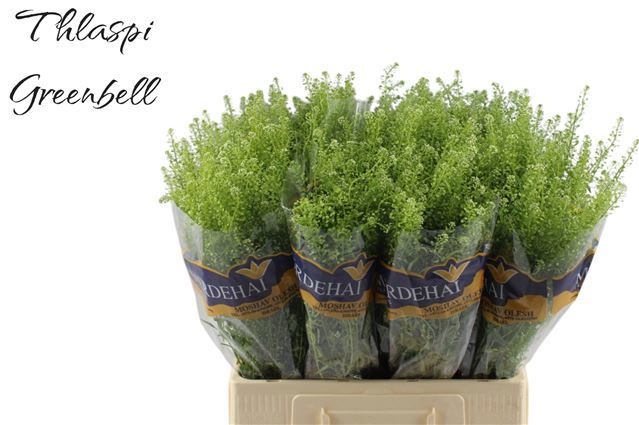 Тласпи Грин Бэлл 65 (зел.), шт.